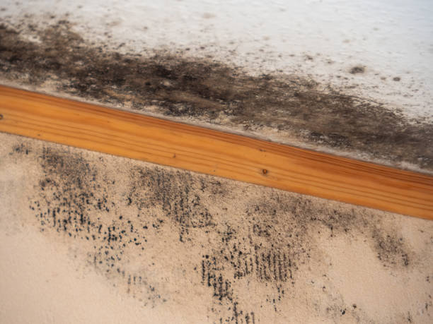Best HVAC Mold Inspection and Cleaning  in Belmond, IA