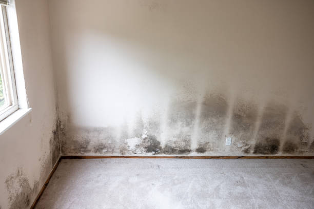 Best Mold Remediation for Healthcare Facilities  in Belmond, IA