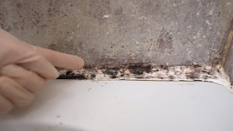 Best Mold Odor Removal Services  in Belmond, IA